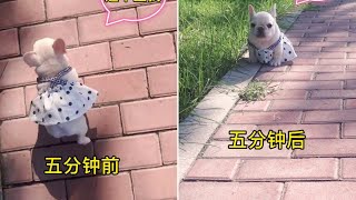 你不抱我你就自己走吧！#法斗宝宝 #法斗幼犬 #法国斗牛犬 #可爱