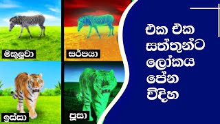 විවිධ සතුන් ලෝකය දකින විදිහ | How different Animals See The World