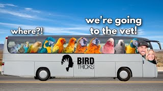 I found out what's wrong with ALL MY BIRDS at the vet! (Part 2)