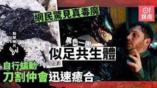 【毒魔】網民石灘發現真正黑色共生體　軍刀割下仲能迅速癒合