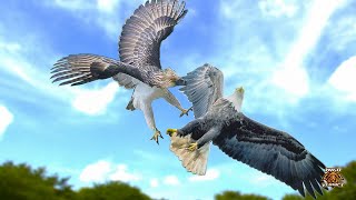 The Ultimate Fight - American Bald Eagle Vs Philippine Eagle #shorts