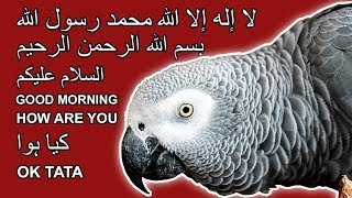 Kya baat hai iss African Grey Parrot ki | SUBHANALLAH | Bolne Wala Tota | Talking Parrot