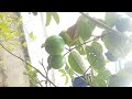 guava in khmer cambodia