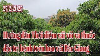 Hướng dẫn thời điểm vãi vôi và thuốc đặc trị bệnh cho hoa vải Bắc Giang