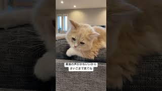 首がきゅるきゅる回っちゃう猫 #声がかわいい #サイベリアン #子猫