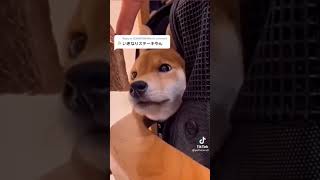 【TikTok】いきなりステーキ笑