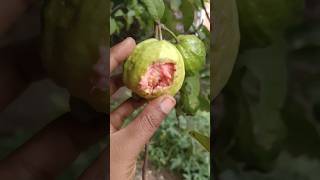 வீட்டுத்தோட்டம் டூர்....!!!/Mini home garden  tour...!!#gardening #organicvegetables