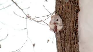 Ezo flying squirrel.mp4