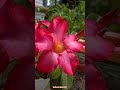 cantiknya bunga kamboja jepang #adenium #video #kebonndeso84