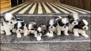 Shih tzu ഇത്രയും വിലക്കുറവിൽ എവിടെ കിട്ടും Shih tzu puppies available at Kerala | @polikumvlogger