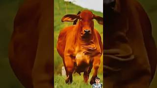 Jai Ho Gau Mata #cow #ytshorts video