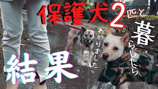 【家族の意味】保護犬アッチャンと先住犬の竜之助とママの反応・・涙