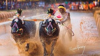 Kudi kambala 2021 At miyar