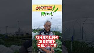 家庭菜園や農園のオクラ栽培で長く収穫する秘訣！収穫タイミングの見極めとオクラの育て方！【農家直伝】#shorts