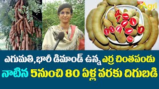 Red Tamarind Plants | ఎర్ర చింతపండు నాటిన 5 నుంచి 80 ఏళ్ల వరకు దిగుబడి..!  Tone Agri