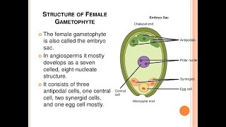 Embryo Sac or Female gametophyte