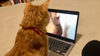 自分の動画をはじめて見た猫の行動が面白くて可愛すぎた