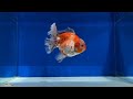 農場で高品質の金魚 high quality goldfish in fish farm