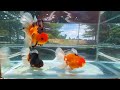 農場で高品質の金魚 high quality goldfish in fish farm