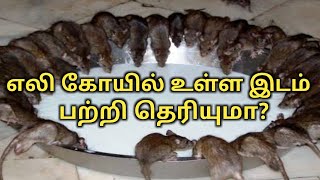 எலி கோவில் உள்ள இடம் பற்றி தெரியுமா ? Do you know the location of rat Temple? mouse temple?