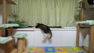 危うく落下しそうになったボス猫