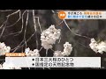 散りぎわには淡い墨色…「日本三大桜」のひとつ根尾谷淡墨桜が満開　岐阜 22 04 07 19 18