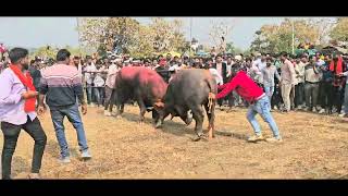 hele ki takkar baktawar king vs Rama 2 bhag Gaya