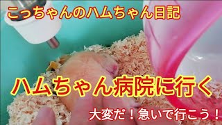 ハムちゃん病院に行く「こっちゃんのハムちゃん日記」こっちゃんの生き物係