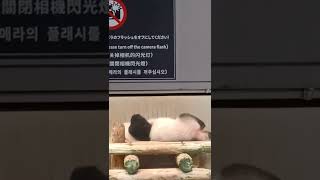 【カワイさ200%】シャンシャンの寝姿その5～This female Giant panda is sleeping.