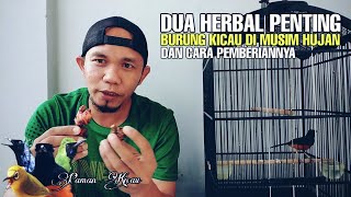 Manfaat jahe dan kunyit untuk burung kicau murai batu cucak ijo kacer dan pleci