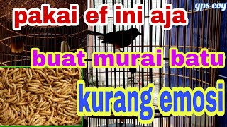 ulat hongkong untuk murai batu kurang emosi