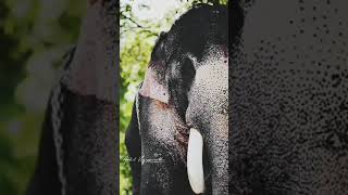 puthupally kesavan whatsapp status ❤️🐘❤️💥#elephant