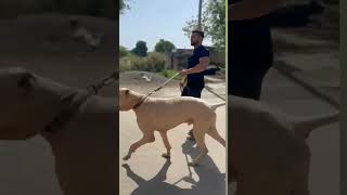#viral #shortvideo # Max Height Pakistani Bully #viral