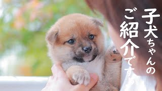 ［柴犬専門店　柴屋］柴犬 　子犬ちゃんのご紹介です♪　山口県山口市大内