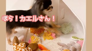 必死におもちゃのカエルさんを起こす犬が可愛すぎる！