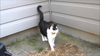 世にも神秘的にしっぽを振る猫　Cat shakes its tail mysteriously ever lived