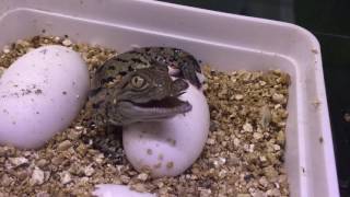 Egg hatching of West Africa Crocodiles - Aquatis