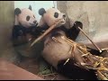 天下第一好的小二狗和米奇玖 大熊猫润玥 大熊猫艾玖 panda 大熊猫