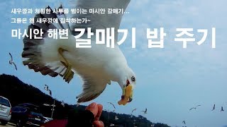 마시안 갈매기 밥 주기