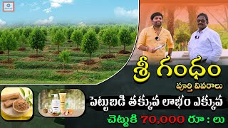 పెట్టుబడి తక్కువ లాభం ఎక్కువ | Sri Gandham Trees|Sandalwood Cultivation|Sri Gandham Nursery #kskhome