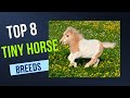 Meet the Tiniest Equines: The 8 Smallest Horse Breeds in the World 🐴