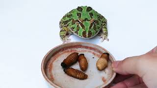 [Breakfast] Pacman Forg eating Coconut Worms