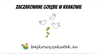 Zaczarowane gołębie w Krakowie