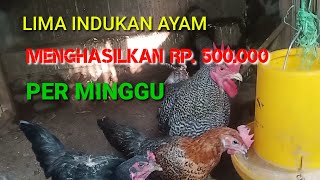 Dengan Lima Indukan Ayam, Bisa Menghasilkan 525.000 Per Minggu ❓❓❓