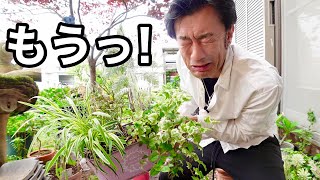 【どうする？】この中の2株だけ残します　【園芸超人カーメン君】【寄せ植え】