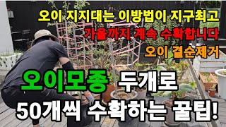 오이모종 딱 한개로! 30개씩 따는 꿀팁! 가을까지 계속수확! #오이재배 #오이키우기 #오이거름주기 #오이모종심는법 #오이많이열리게하기 #오이지지대세우는법 #오이지주대세우기