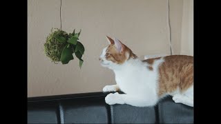 Making moss balls and mounting staghorn ferns on them