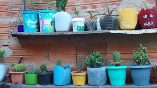 Minha coleção de cactos