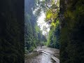 Fern Canyon - Prairie Creek Redwoods State Park