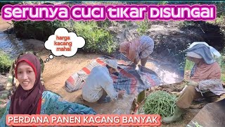 CUCI TIKAR DISUNGAI KECIL NAN JERNIH 🤍 LANGSUNG PANEN KACANG PANJANG ALHAMDULILLAH DAPAT BANYAK